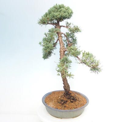 Vonkajšie bonsai - Juniperus chinensis Kishu -Jalovec čínsky - 4