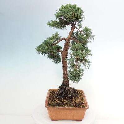 Vonkajšie bonsai - Juniperus chinensis Kishu -Jalovec čínsky - 4