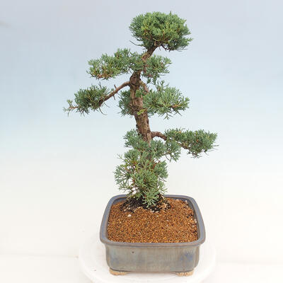 Vonkajšie bonsai - Juniperus chinensis Kishu -Jalovec čínsky - 4