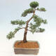 Vonkajšie bonsai - Juniperus chinensis Kishu -Jalovec čínsky - 4/5