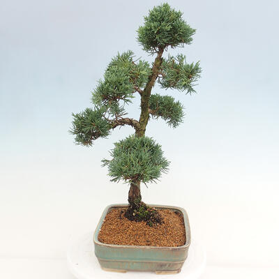 Vonkajšie bonsai - Juniperus chinensis Kishu -Jalovec čínsky - 4