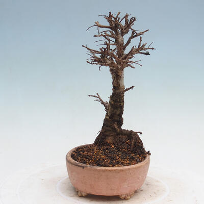 Vonkajšie bonsai - Zelkova - Zelkova Nirom - 4