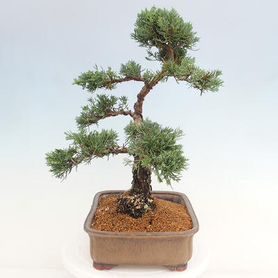 Vonkajšie bonsai - Juniperus chinensis Kishu -Jalovec čínsky - 4