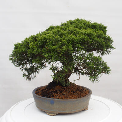 Vonkajší bonsai - Juniperus chinensis Itoigawa -Jalovec čínsky - 4