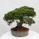 Vonkajší bonsai - Juniperus chinensis Itoigawa -Jalovec čínsky - 4/5