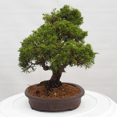 Vonkajší bonsai - Juniperus chinensis Itoigawa -Jalovec čínsky - 4