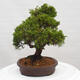 Vonkajší bonsai - Juniperus chinensis Itoigawa -Jalovec čínsky - 4/4