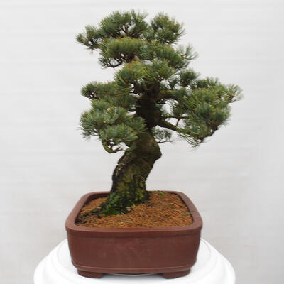 Vonkajšie bonsai - Pinus parviflora - Borovica drobnokvetá - 4