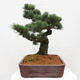 Vonkajšie bonsai - Pinus parviflora - Borovica drobnokvetá - 4/5