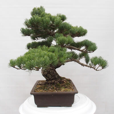 Vonkajšie bonsai - Pinus parviflora - Borovica drobnokvetá - 4