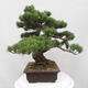 Vonkajšie bonsai - Pinus parviflora - Borovica drobnokvetá - 4/5