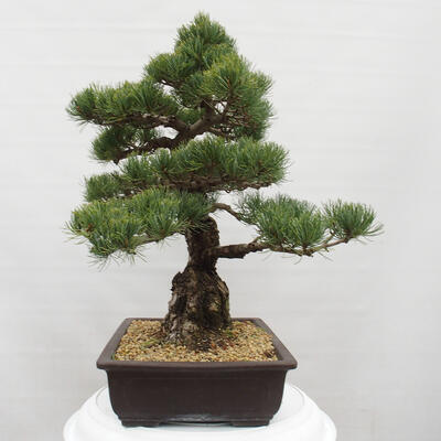 Vonkajšie bonsai - Pinus parviflora - Borovica drobnokvetá - 4