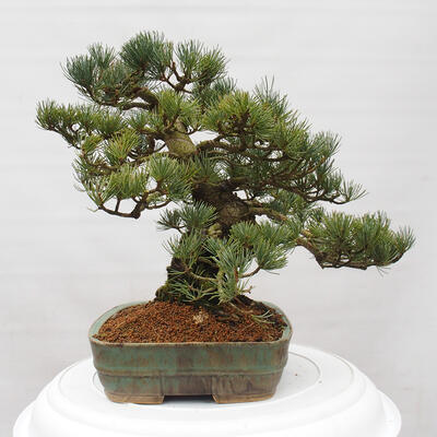 Vonkajšie bonsai - Pinus parviflora - Borovica drobnokvetá - 4