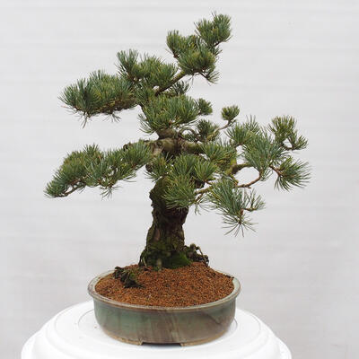 Vonkajšie bonsai - Pinus parviflora - Borovica drobnokvetá - 4