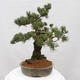 Vonkajšie bonsai - Pinus parviflora - Borovica drobnokvetá - 4/5