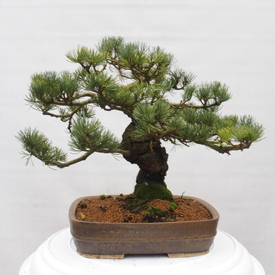 Vonkajšie bonsai - Pinus parviflora - Borovica drobnokvetá - 4