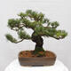 Vonkajšie bonsai - Pinus parviflora - Borovica drobnokvetá - 4/4