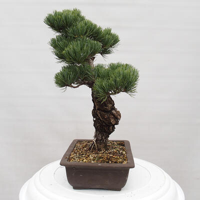 Vonkajšie bonsai - Pinus parviflora - Borovica drobnokvetá - 4