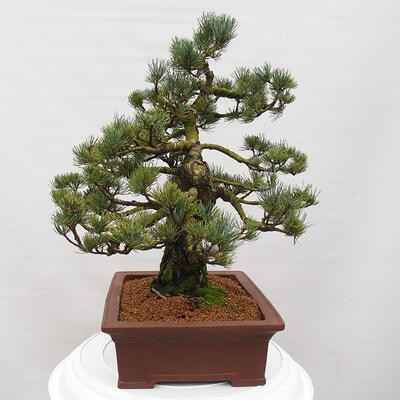 Vonkajšie bonsai - Pinus parviflora - Borovica drobnokvetá - 4