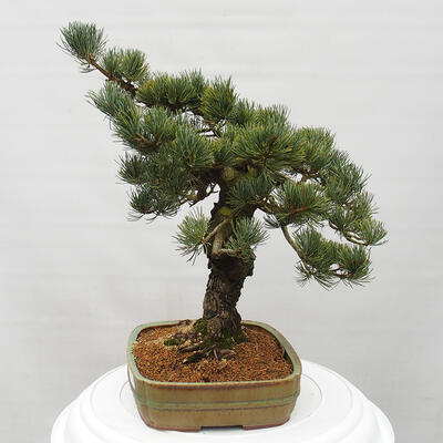 Vonkajšie bonsai - Pinus parviflora - Borovica drobnokvetá - 4