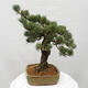 Vonkajšie bonsai - Pinus parviflora - Borovica drobnokvetá - 4/5