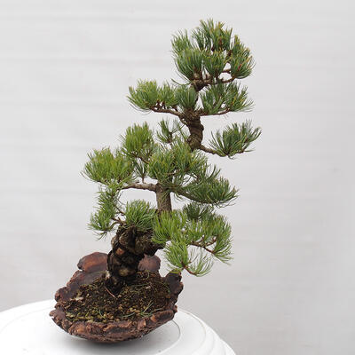 Vonkajšie bonsai - Pinus parviflora - Borovica drobnokvetá - 4