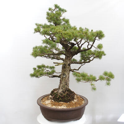 Vonkajšie bonsai - Pinus parviflora - Borovica drobnokvetá - 4