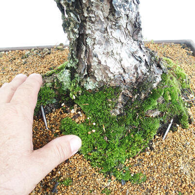 Vonkajšie bonsai - Pinus parviflora - Borovica drobnokvetá - 4