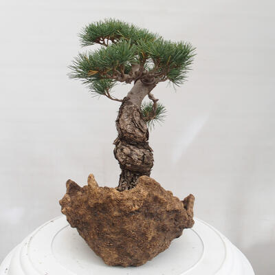 Vonkajšie bonsai - Pinus parviflora - Borovica drobnokvetá - 4