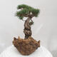 Vonkajšie bonsai - Pinus parviflora - Borovica drobnokvetá - 4/5