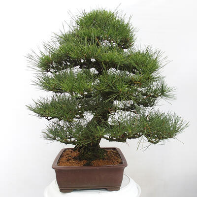 Vonkajšie bonsai - Pinus thunbergii - Borovica thunbergova - 4