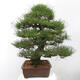 Vonkajšie bonsai - Pinus thunbergii - Borovica thunbergova - 4/6