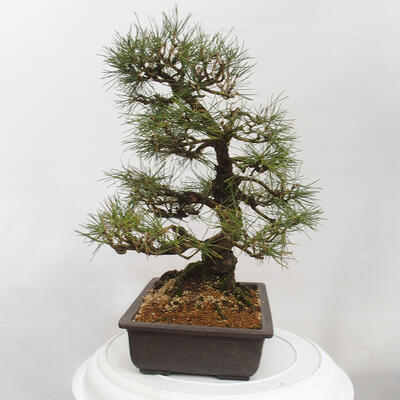 Vonkajšie bonsai - Pinus thunbergii - Borovica thunbergova - 4