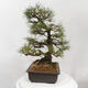 Vonkajšie bonsai - Pinus thunbergii - Borovica thunbergova - 4/5