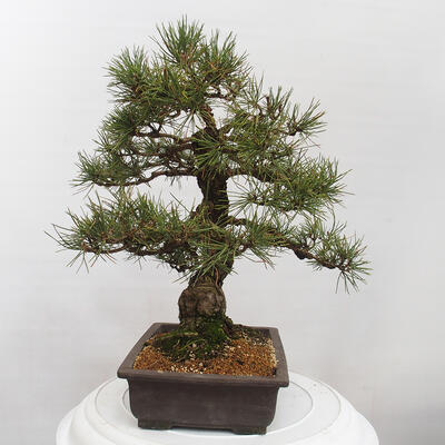 Vonkajšie bonsai - Pinus thunbergii - Borovica thunbergova - 4