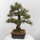 Vonkajšie bonsai - Pinus thunbergii - Borovica thunbergova - 4/5