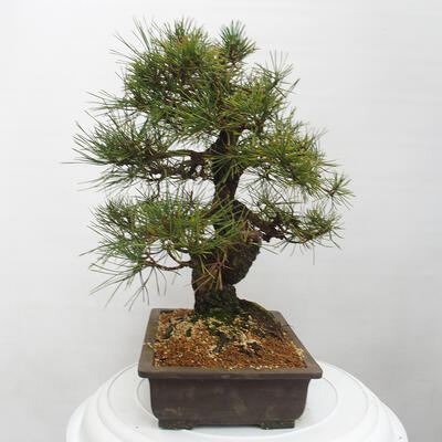 Vonkajšie bonsai - Pinus thunbergii - Borovica thunbergova - 4