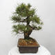 Vonkajšie bonsai - Pinus thunbergii - Borovica thunbergova - 4/5