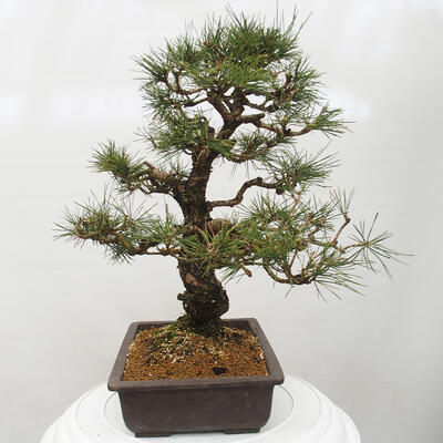 Vonkajšie bonsai - Pinus thunbergii - Borovica thunbergova - 4