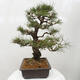 Vonkajšie bonsai - Pinus thunbergii - Borovica thunbergova - 4/5