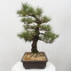 Vonkajšie bonsai - Pinus thunbergii - Borovica thunbergova - 4/5