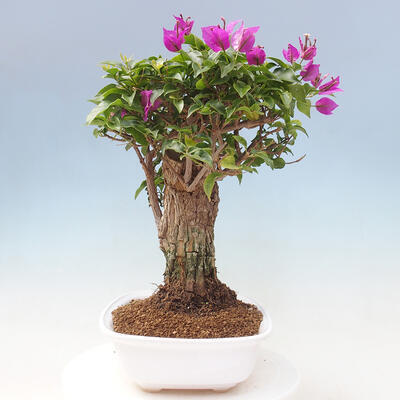 Izbová bonsai - Bouganwilea - 4