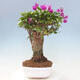 Izbová bonsai - Bouganwilea - 4/6