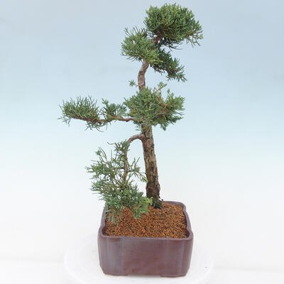 Vonkajšie bonsai - Juniperus chinensis Kishu -Jalovec čínsky - 4