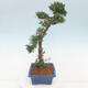 Vonkajšie bonsai - Juniperus chinensis Kishu -Jalovec čínsky - 4/5