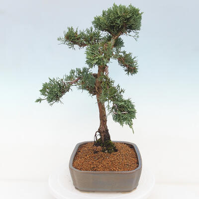 Vonkajšie bonsai - Juniperus chinensis Kishu -Jalovec čínsky - 4