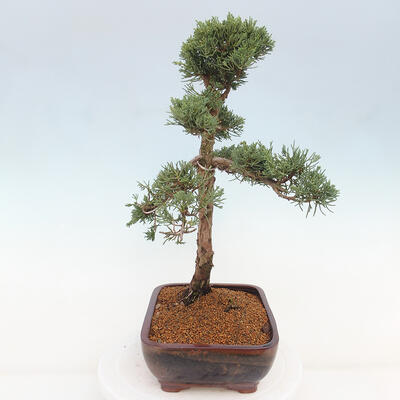 Vonkajšie bonsai - Juniperus chinensis Kishu -Jalovec čínsky - 4