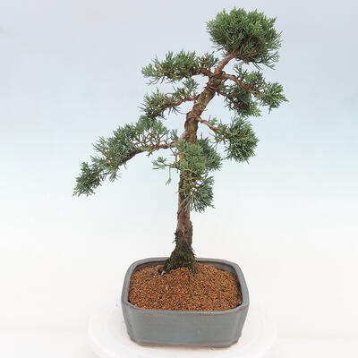 Vonkajšie bonsai - Juniperus chinensis Kishu -Jalovec čínsky - 4