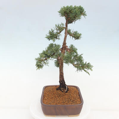 Vonkajšie bonsai - Juniperus chinensis Kishu -Jalovec čínsky - 4