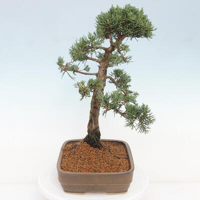 Vonkajšie bonsai - Juniperus chinensis Kishu -Jalovec čínsky - 4